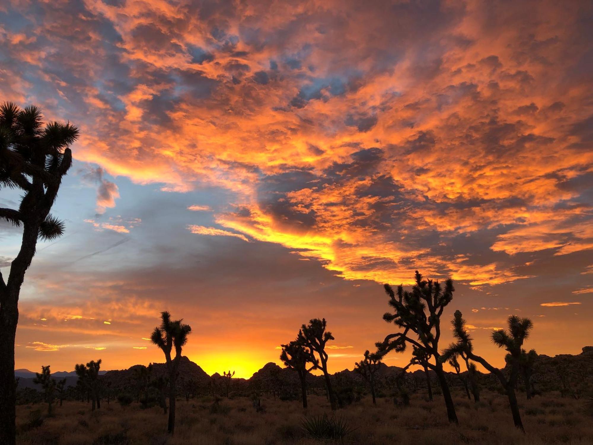 Cozy Desert Retreat With Amazing Views Only 4 Miles To Jtnp Joshua Tree Esterno foto