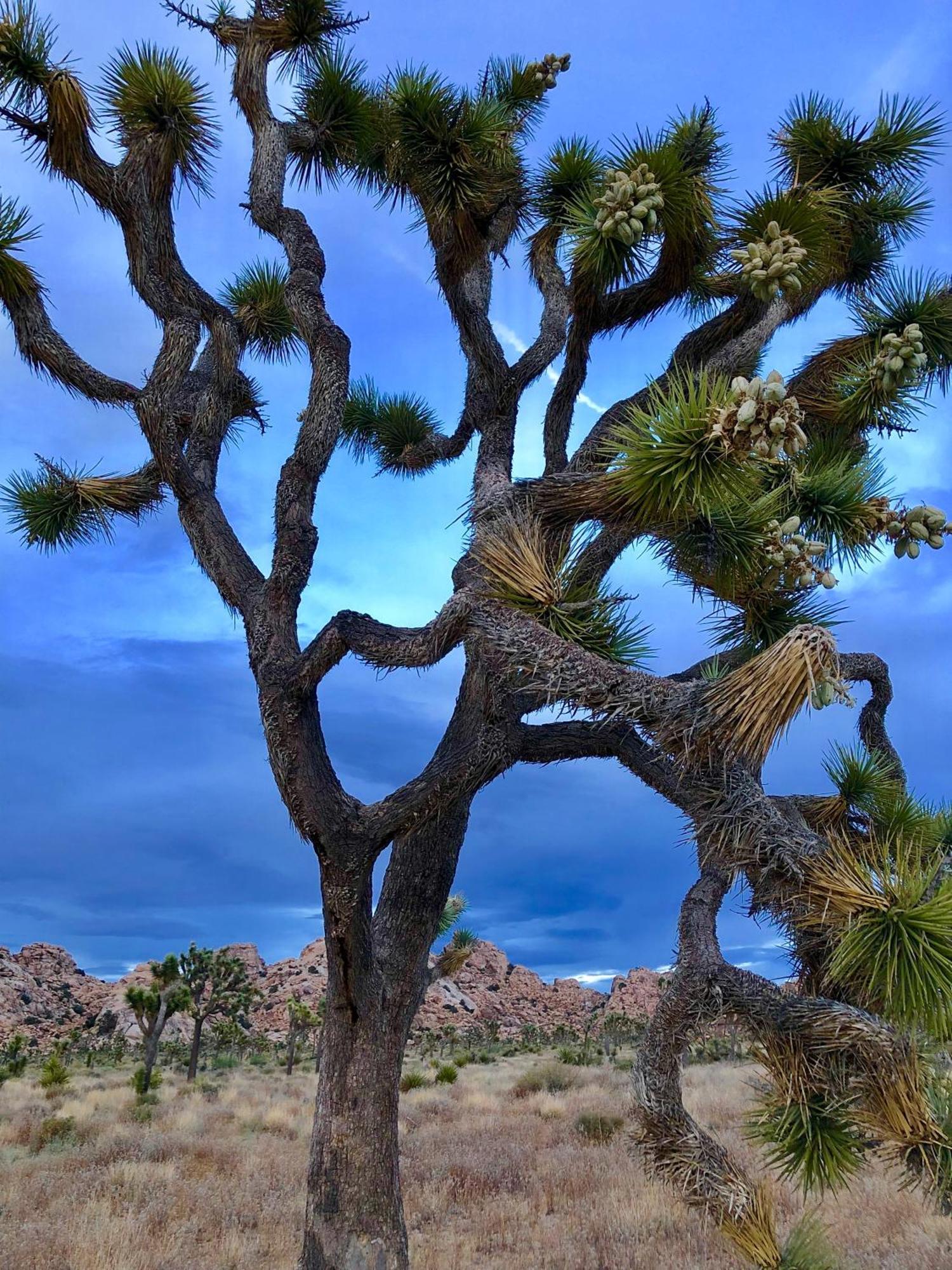 Cozy Desert Retreat With Amazing Views Only 4 Miles To Jtnp Joshua Tree Esterno foto