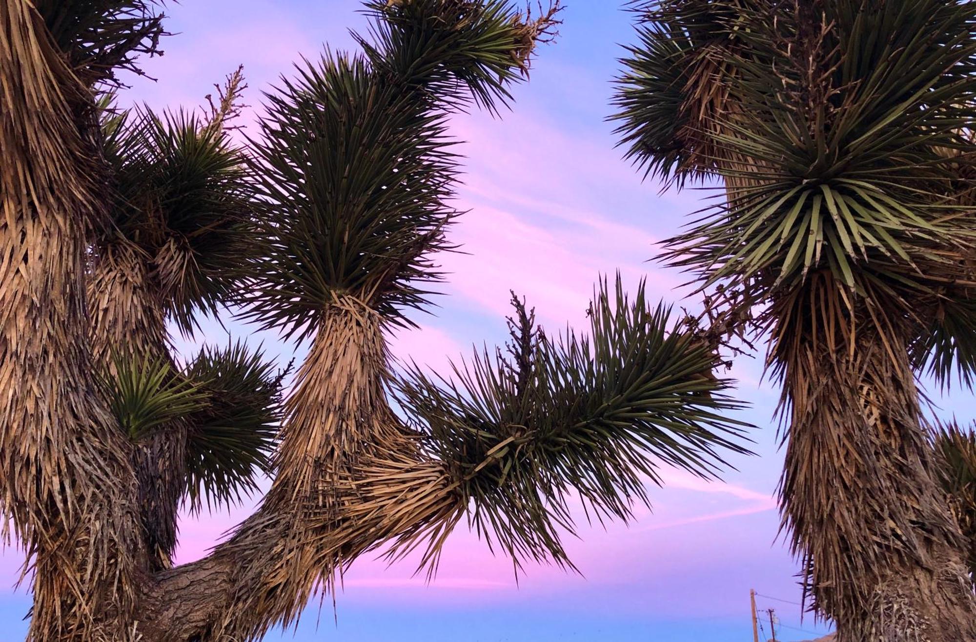 Cozy Desert Retreat With Amazing Views Only 4 Miles To Jtnp Joshua Tree Esterno foto